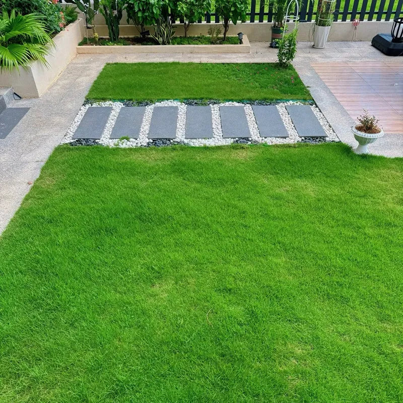 Hybrid Grass Seeds – Fast Growing Lawn (100 Seeds Pack)
