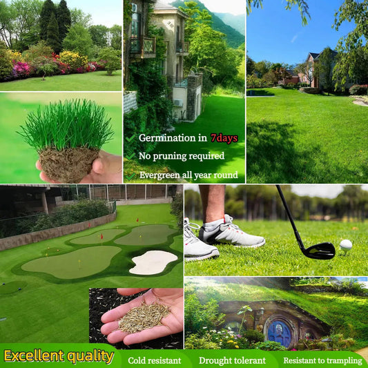 Hybrid Grass Seeds – Fast Growing Lawn (100 Seeds Pack)