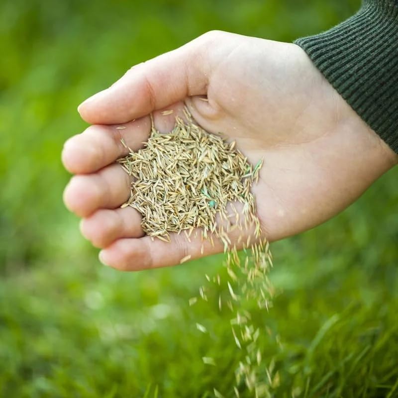 Hybrid Grass Seeds – Fast Growing Lawn (100 Seeds Pack)
