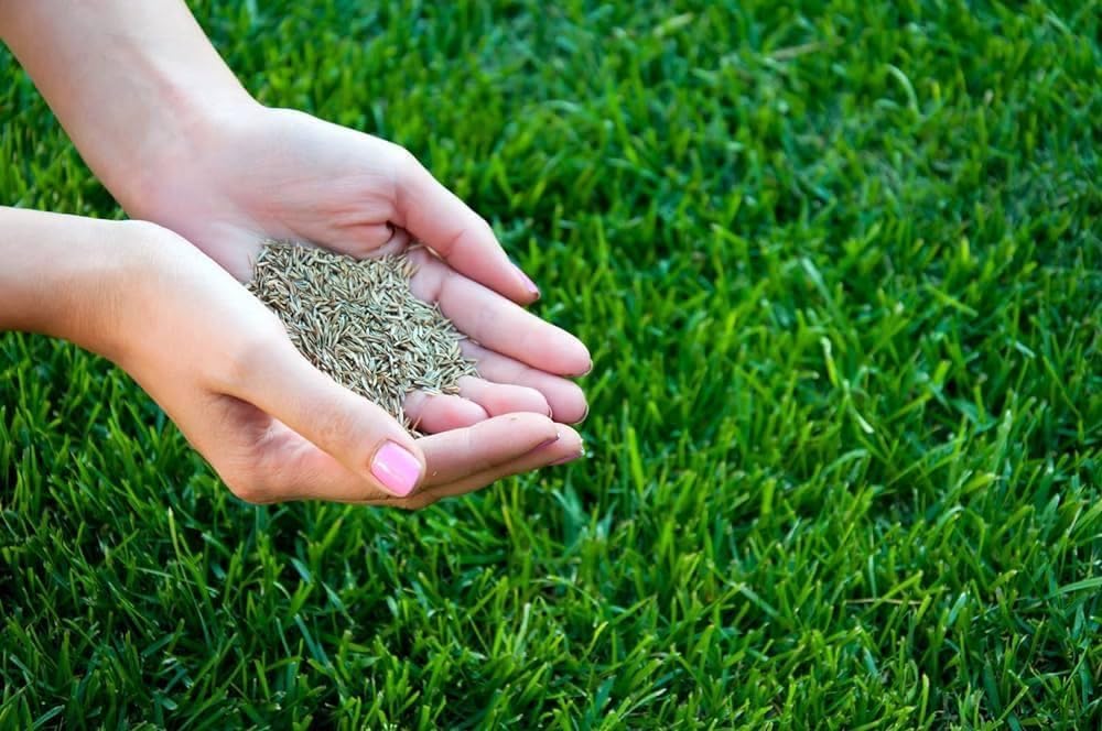 Hybrid Grass Seeds – Fast Growing Lawn (100 Seeds Pack)