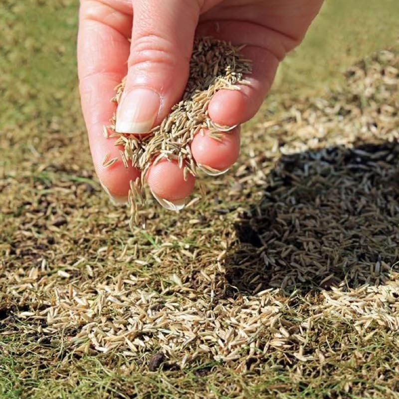 Hybrid Grass Seeds – Fast Growing Lawn (100 Seeds Pack)