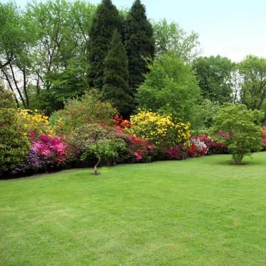 Hybrid Grass Seeds – Fast Growing Lawn (100 Seeds Pack)